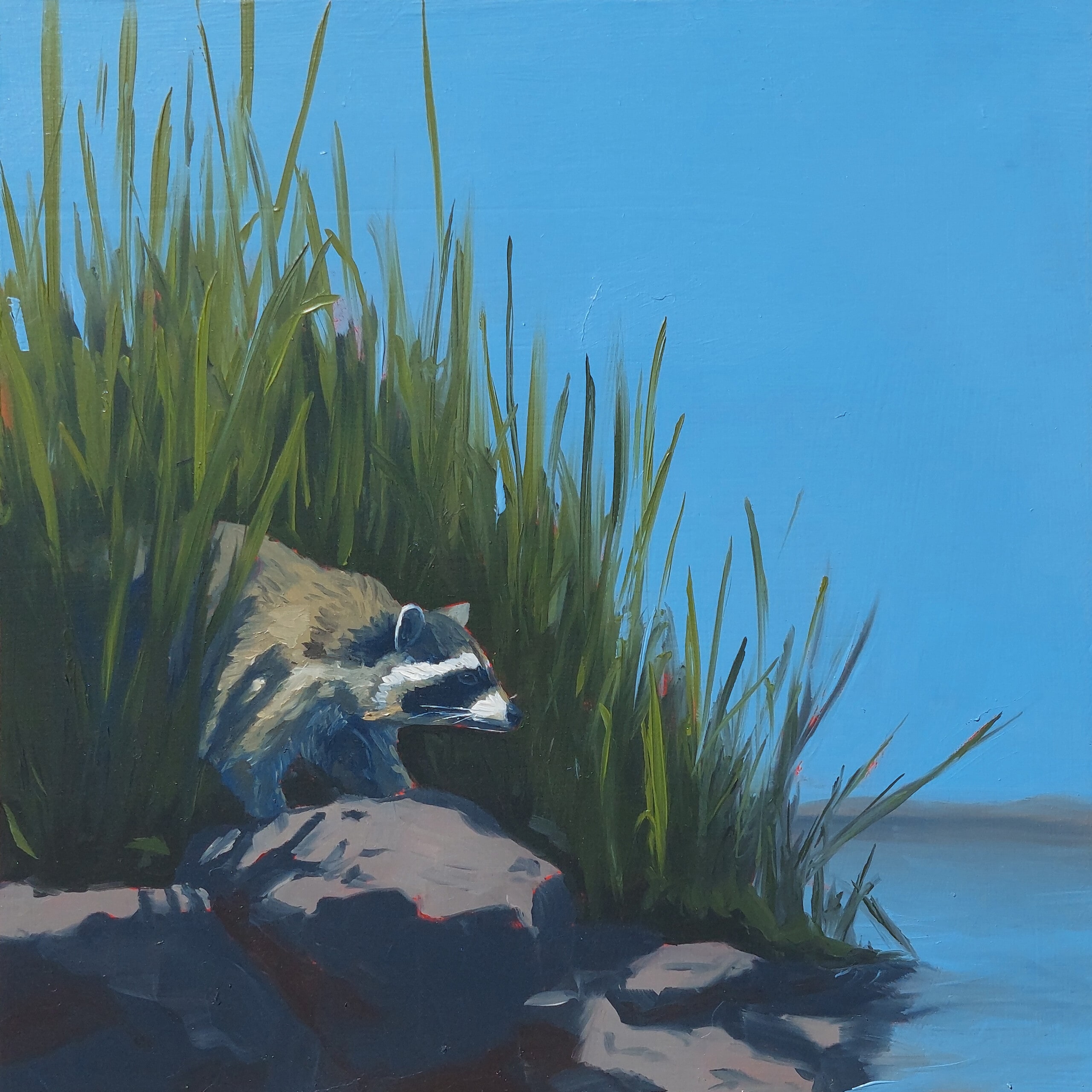 Suisun Shoreline Raccoon – Original Painting