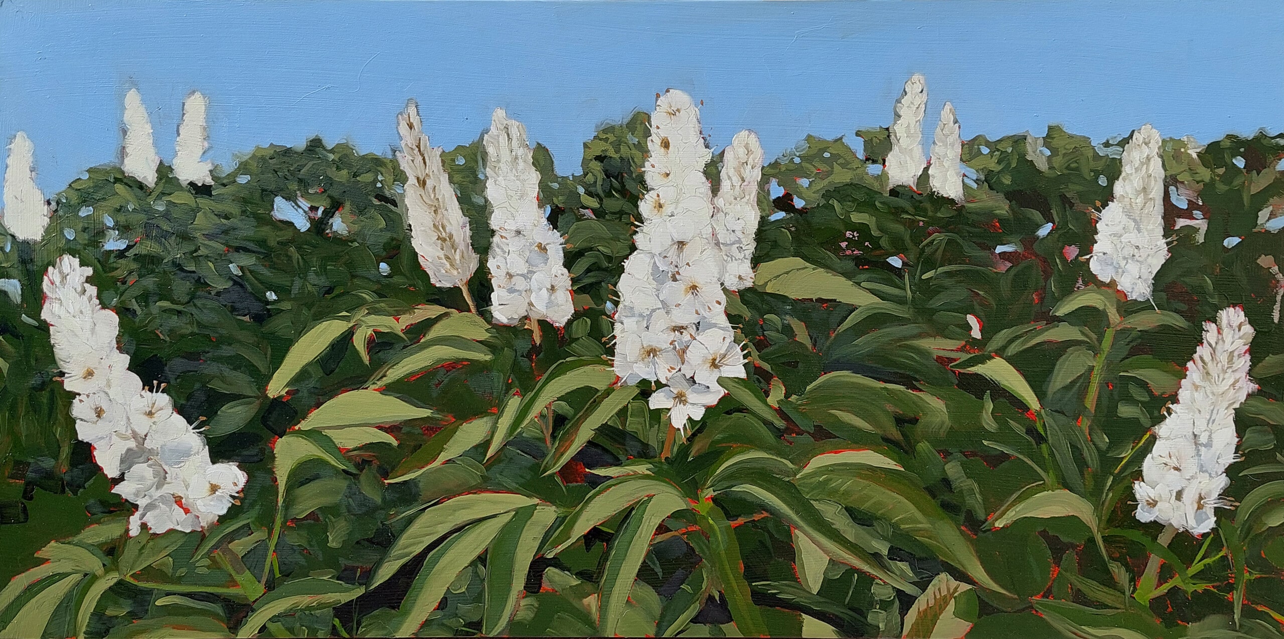 California Buckeye Blooms – Original Painting